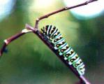 caterpillar